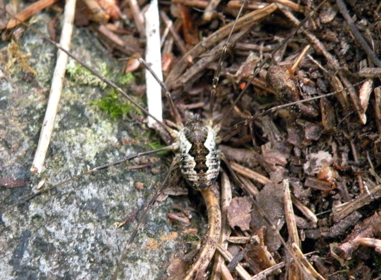 Opilioni della Val di Genova (TN): Mitopus morio ecc.